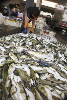 溫嶺松門水產市場驚現野生河豚交易，食品安全警鐘再響