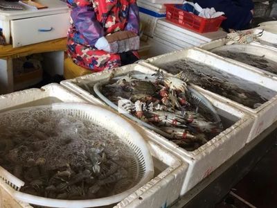 節(jié)后市場觀察 菜價回落水產(chǎn)品降價，農(nóng)產(chǎn)品供需趨穩(wěn)