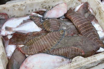 每日鮮貨，海捕直達(dá) 探秘山東鑫發(fā)漁業(yè)集團(tuán)的近海時令經(jīng)濟(jì)魚